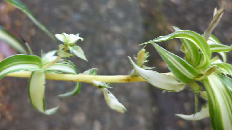 オリヅルランの花 東京都大田区平和の森公園