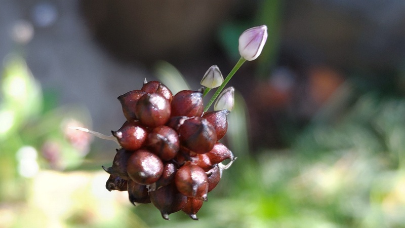 ノビルの珠芽と蕾 東京都大田区平和島公園