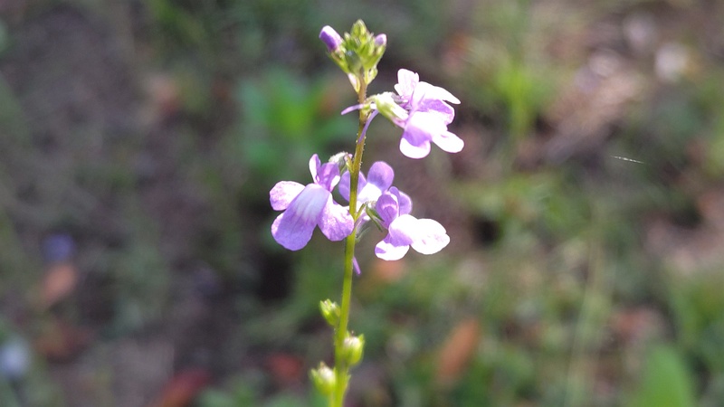 マツバウンランの花 東京都大田区平和島公園
