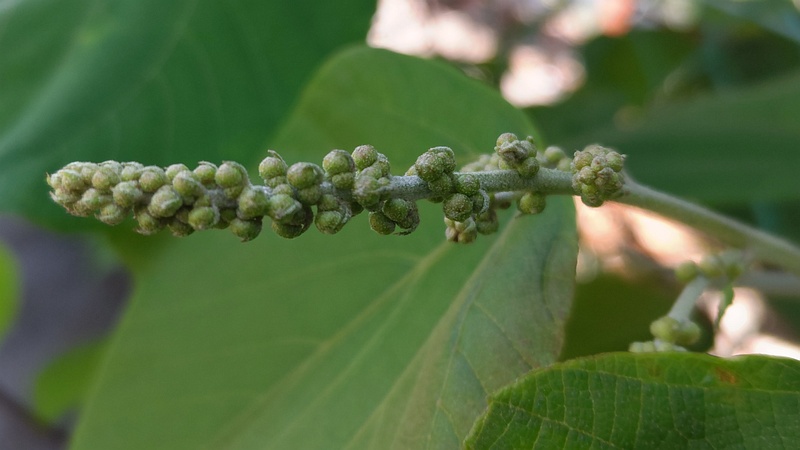 アカメガシワの蕾 東京都大田区平和島公園