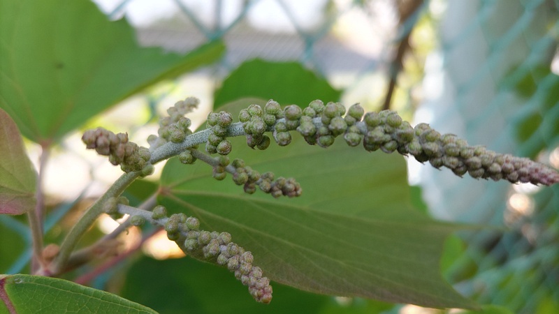アカメガシワの蕾 東京都大田区平和島公園