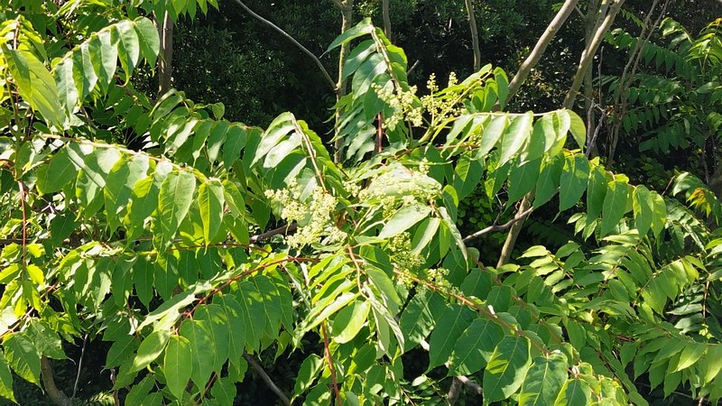 ニワウルシの蕾と花 東京都大田区平和島公園