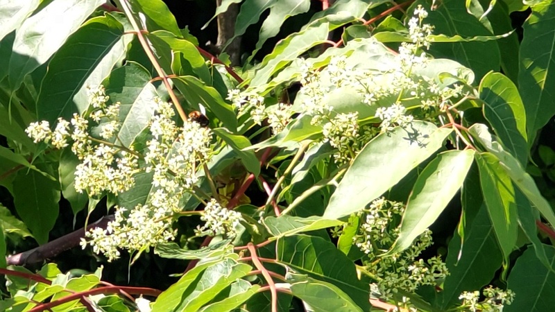 ニワウルシの蕾と花 東京都大田区平和島公園