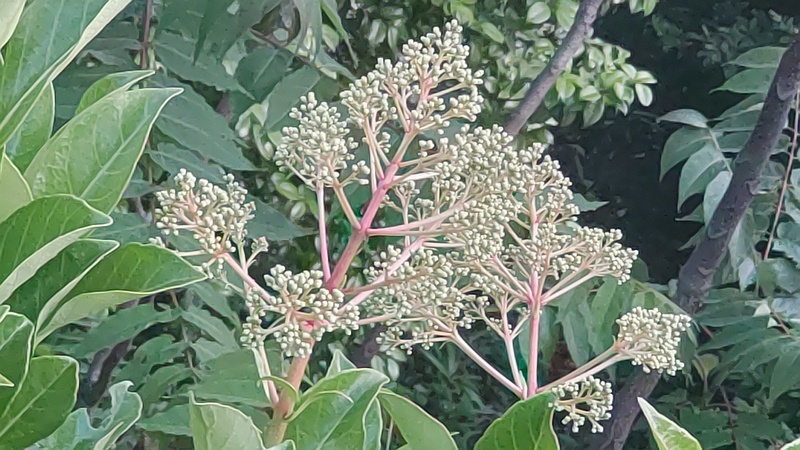 サンゴジュの蕾 東京都大田区平和島公園
