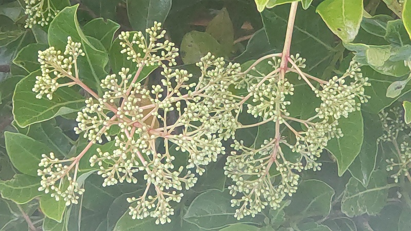 サンゴジュの蕾 東京都大田区平和島公園