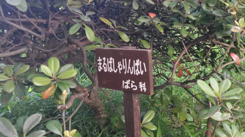 マルバシャリンバイの名札 東京都大田区平和の森公園