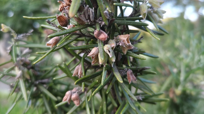 ローズマリーの果実 東京都大田区平和の森公園