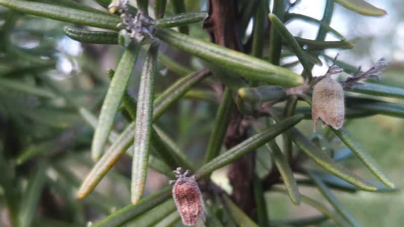 ローズマリーの果実 東京都大田区平和の森公園