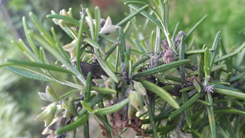 ローズマリーの果実 東京都大田区平和の森公園