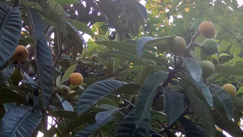 ビワの果実 東京都大田区平和の森公園