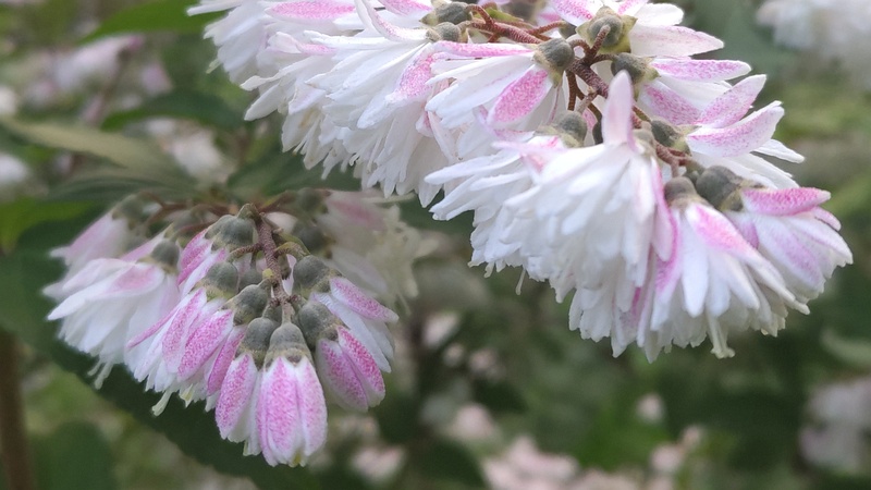 サラサウツギの花 東京都大田区平和の森公園