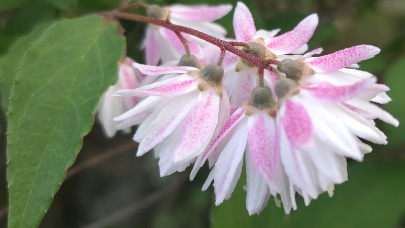 サラサウツギの花 東京都大田区平和の森公園