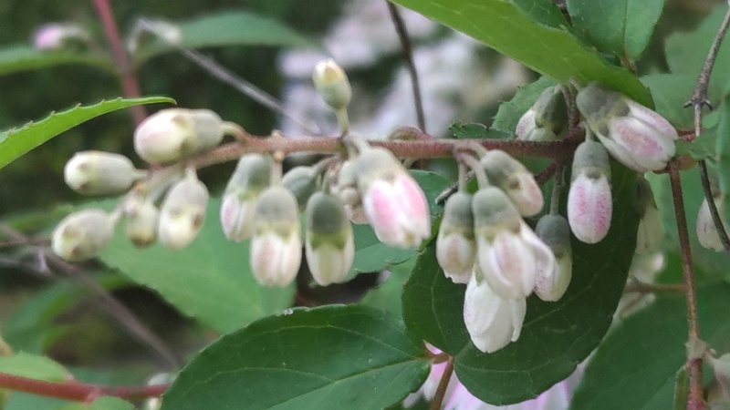 サラサウツギの花 東京都大田区平和の森公園