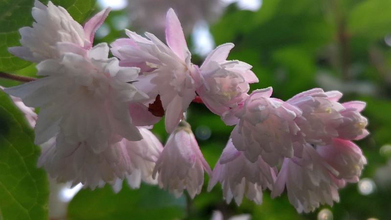 サラサウツギの花 東京都大田区平和の森公園