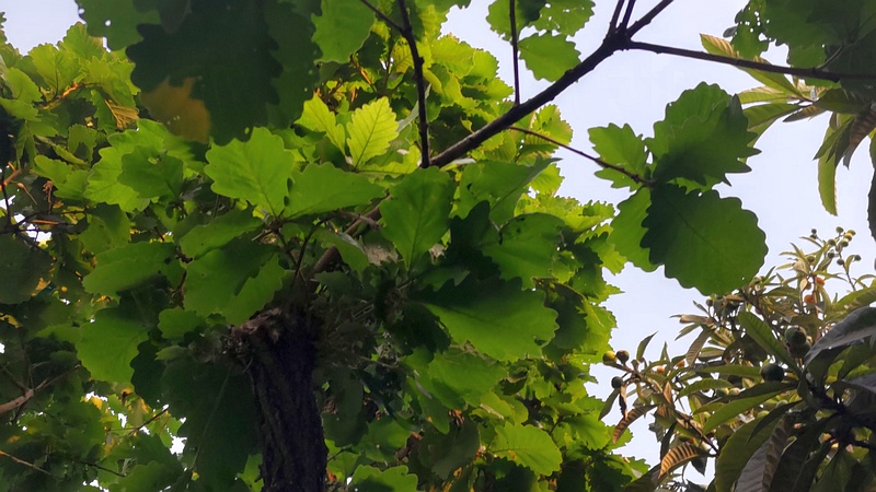 カシワ 東京都大田区平和の森公園