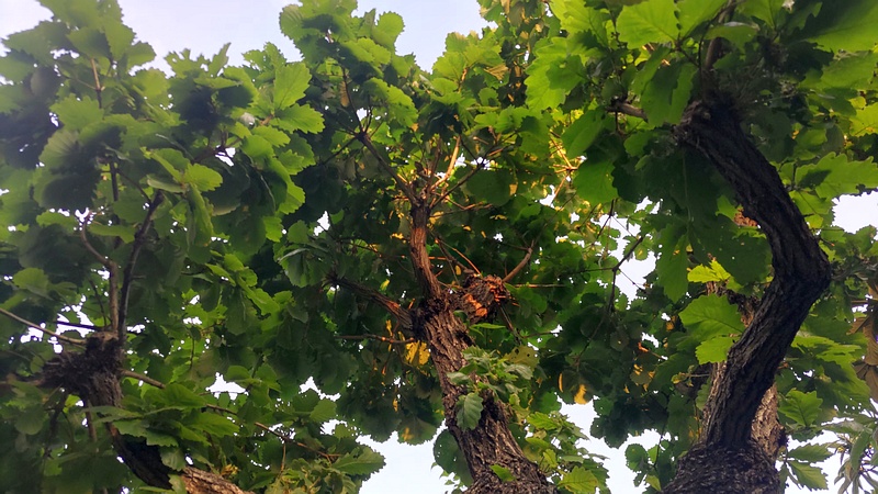 カシワ 東京都大田区平和の森公園
