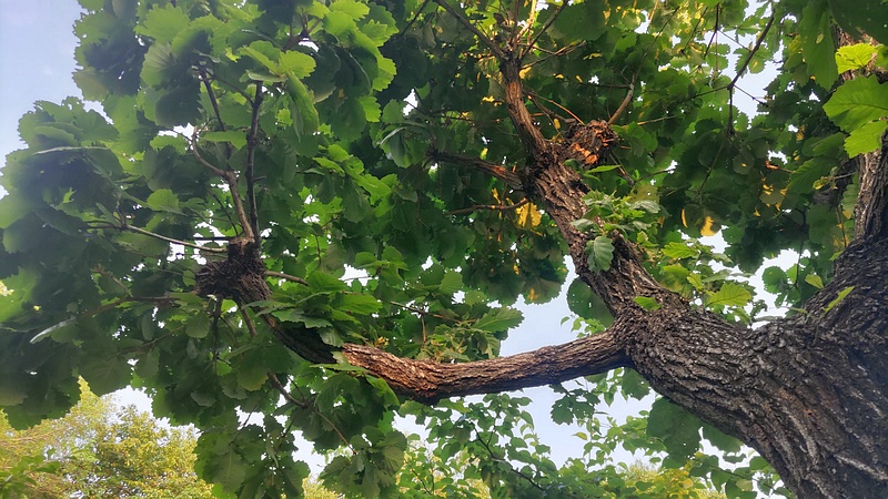 カシワ 東京都大田区平和の森公園