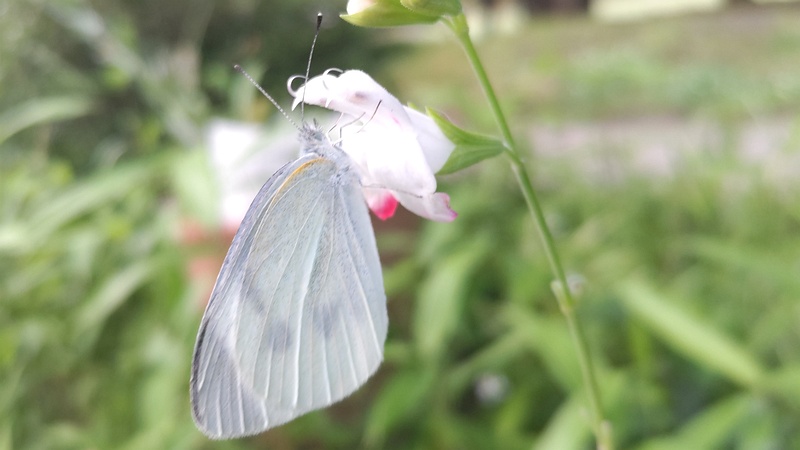 サルビア・ミクロフィラのモンシロチョウ 東京都大田区平和の森公園