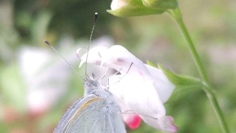サルビア・ミクロフィラのモンシロチョウ 東京都大田区平和の森公園