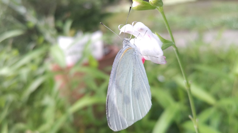 サルビア・ミクロフィラのモンシロチョウ 東京都大田区平和の森公園