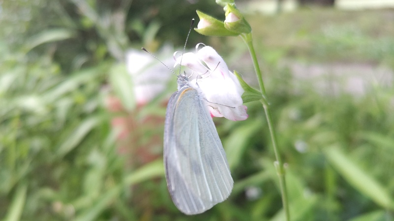サルビア・ミクロフィラのモンシロチョウ 東京都大田区平和の森公園