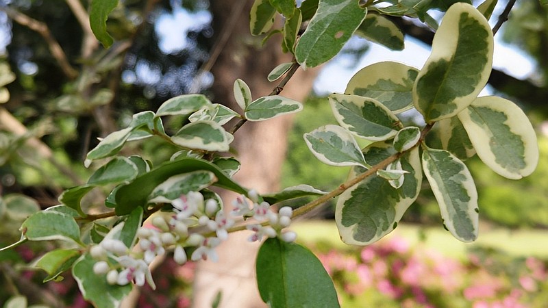 フイリマサキの花 東京都大田区平和の森公園