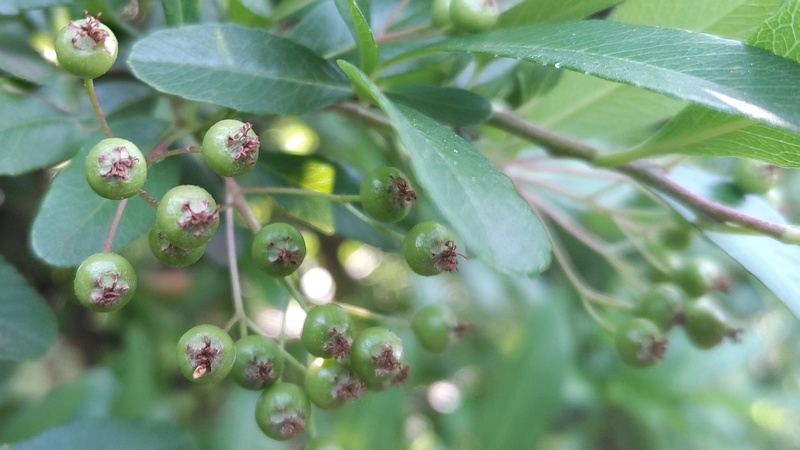 タチバナモドキの果実 東京都大田区平和の森公園