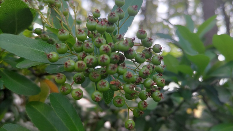 タチバナモドキの果実 東京都大田区平和の森公園