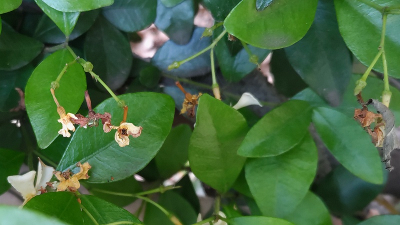 テイカカズラの花 東京都大田区平和の森公園