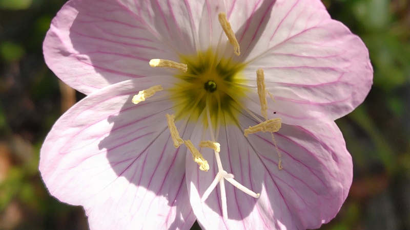 ヒルザキツキミソウの花 東京都大田区平和島公園