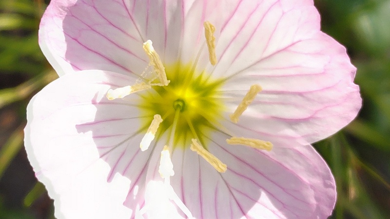 ヒルザキツキミソウの花 東京都大田区平和島公園