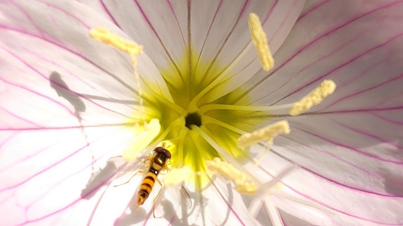 ヒルザキツキミソウの花とヒメヒラタアブ 東京都大田区平和島公園