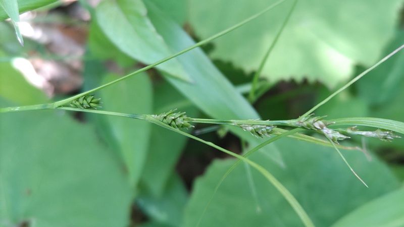 マスクサ 東京都大田区平和島公園