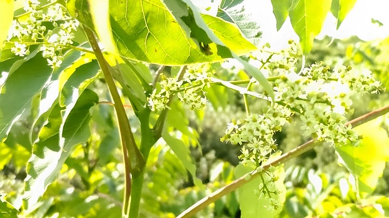ニワウルシの花 東京都大田区平和島公園