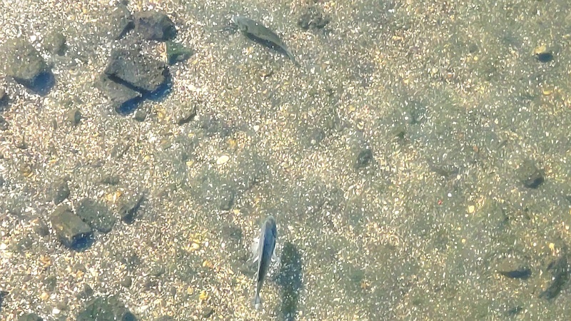 クロダイ 東京都大田区大和大橋