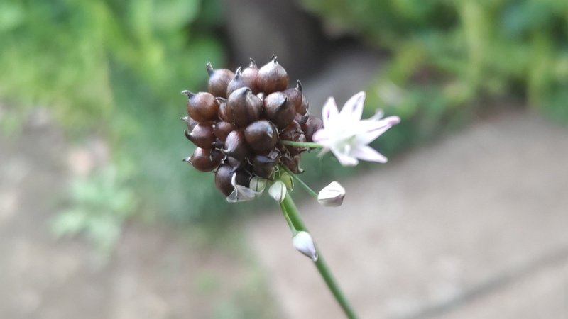 ノビルの花と珠芽 東京都大田区平和島公園