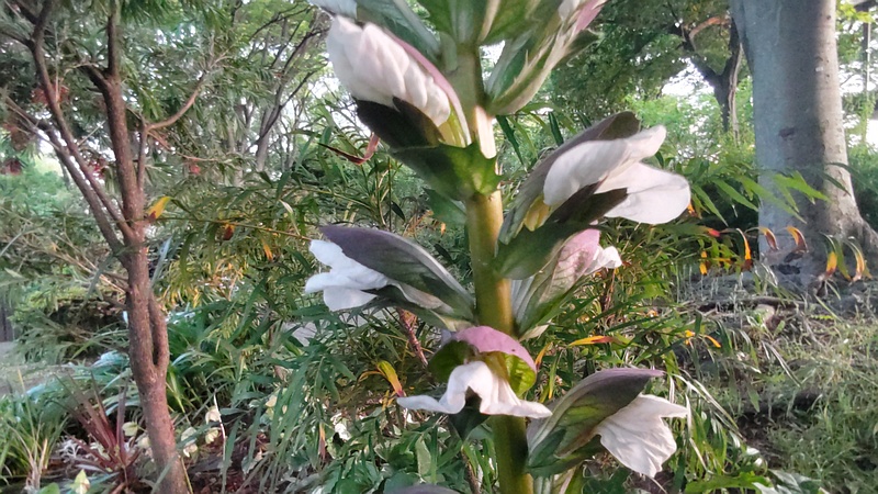 ハアザミの花 東京都大田区平和の森公園