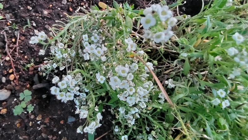 ニワナズナの花 東京都大田区平和の森公園