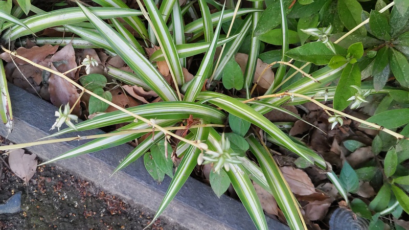 オリヅルランの蕾 東京都大田区平和の森公園