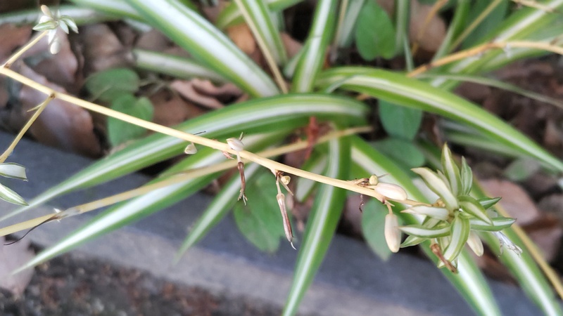 オリヅルランの蕾 東京都大田区平和の森公園