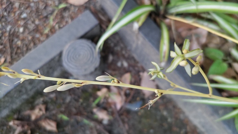 オリヅルランの蕾 東京都大田区平和の森公園