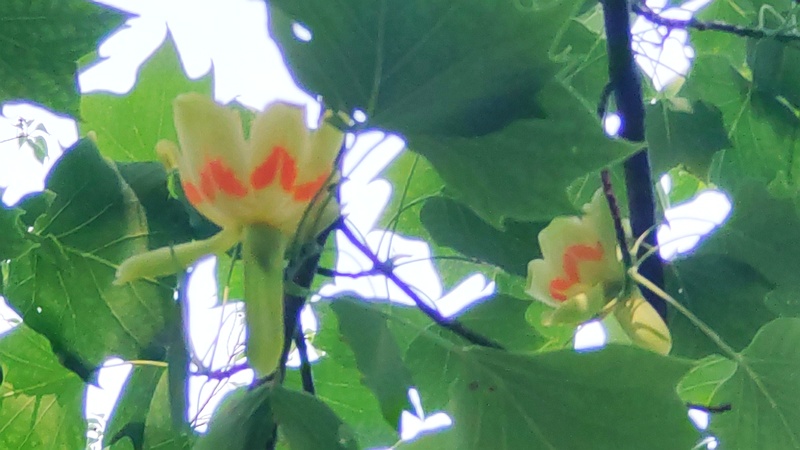 ユリノキの花 東京都大田区平和の森公園