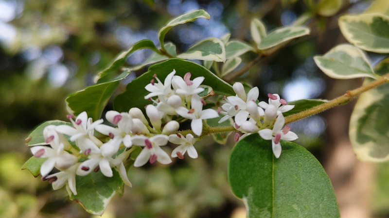 フイリマサキの花 東京都大田区平和の森公園