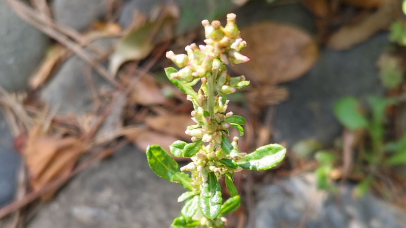ウスベニチチコグサ 東京都大田区平和島公園
