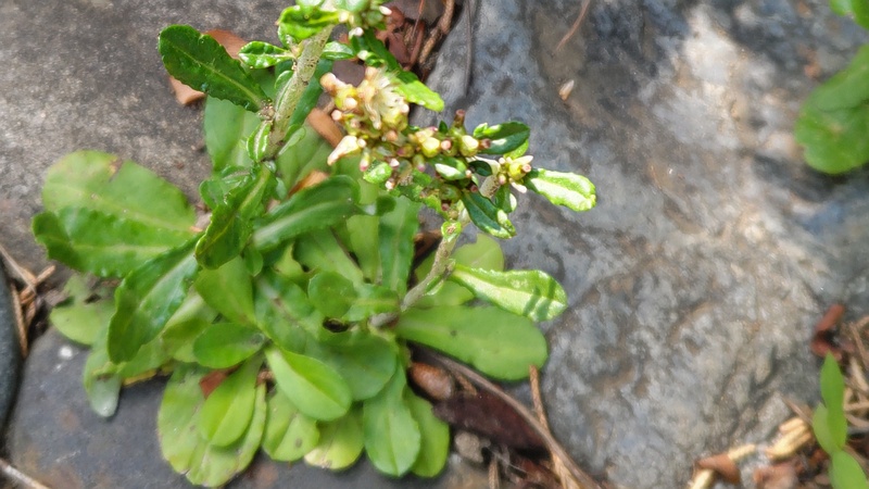 ウスベニチチコグサ 東京都大田区平和島公園