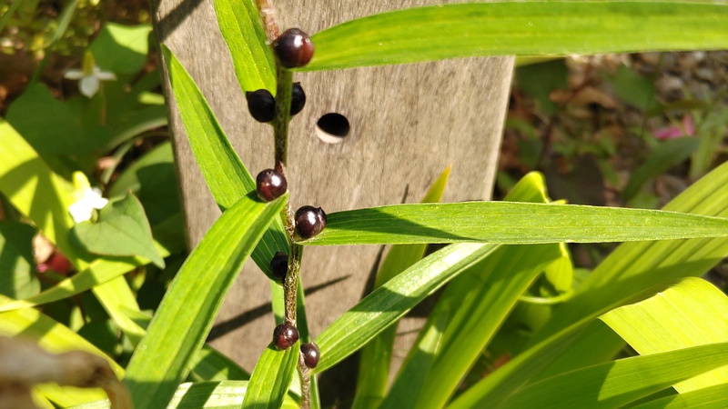 オニユリのムカゴ 東京都大田区平和島公園