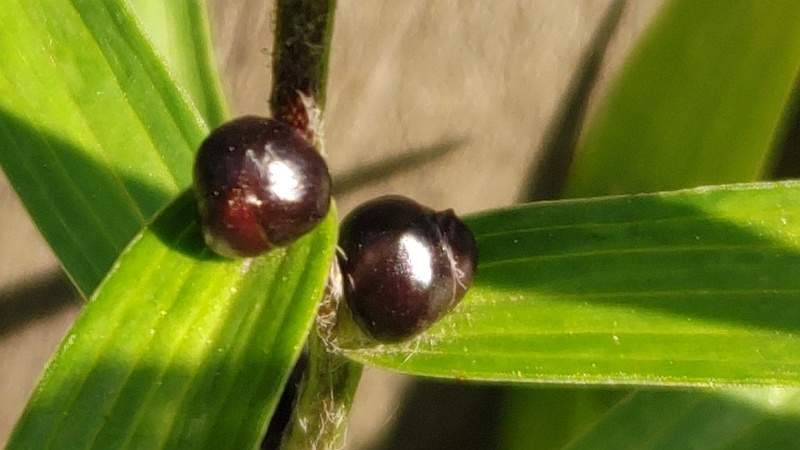 オニユリのムカゴ 東京都大田区平和島公園