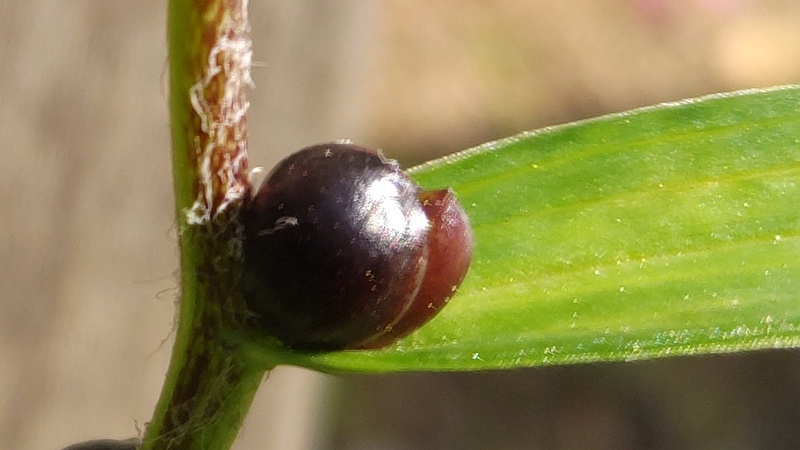 オニユリのムカゴ 東京都大田区平和島公園