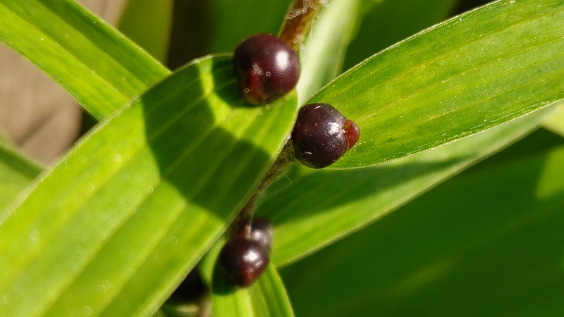 オニユリのムカゴ 東京都大田区平和島公園