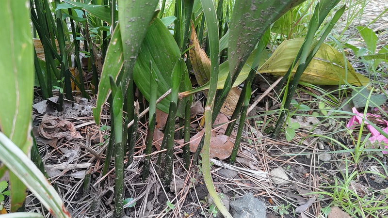 ハランの芽 東京都大田区平和島公園
